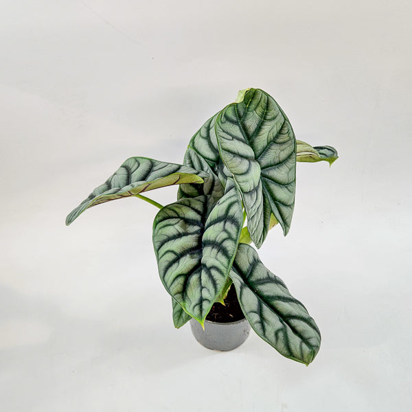 Alocasia Silver Dragon 14cm H30cm