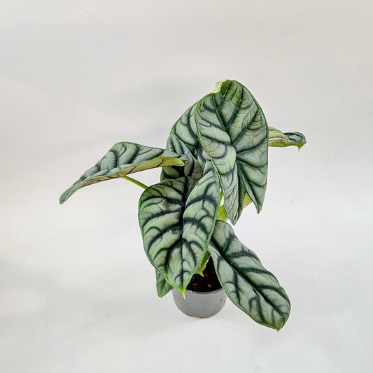 Alocasia Silver Dragon 14cm H30cm