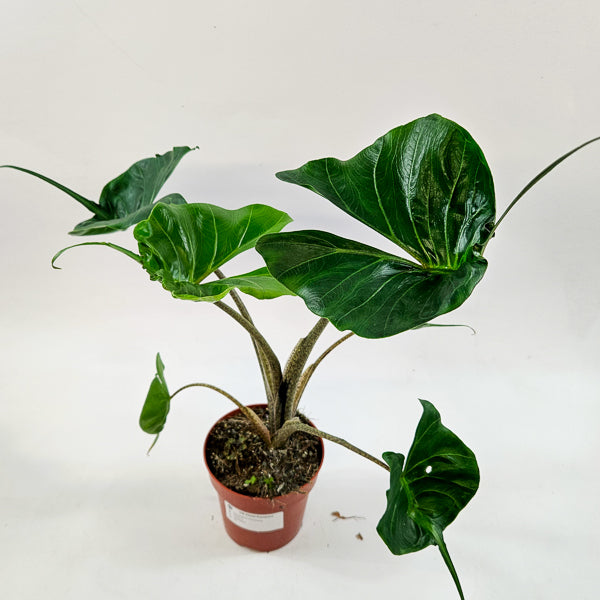Alocasia Macorrhiza Stingray 12cm H50cm