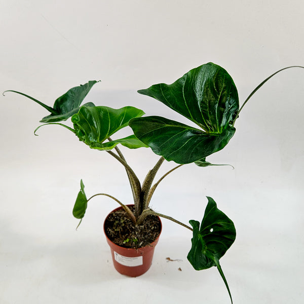 Alocasia Macorrhiza Stingray 12cm H50cm