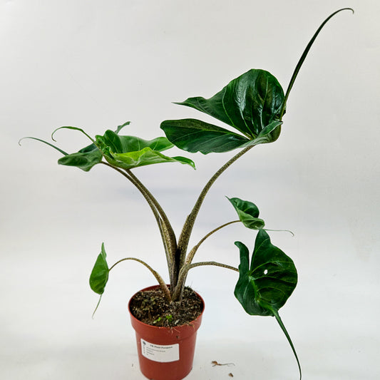 Alocasia Macorrhiza Stingray 12cm H50cm