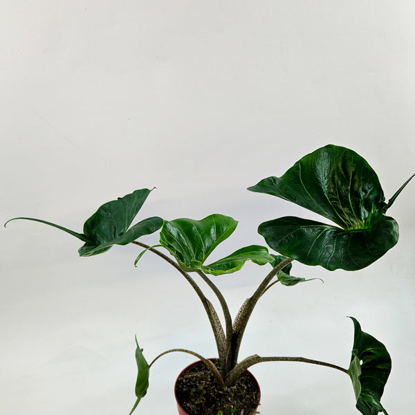 Alocasia Macorrhiza Stingray 12cm H50cm
