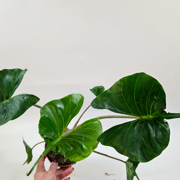 Alocasia Macorrhiza Stingray 12cm H50cm