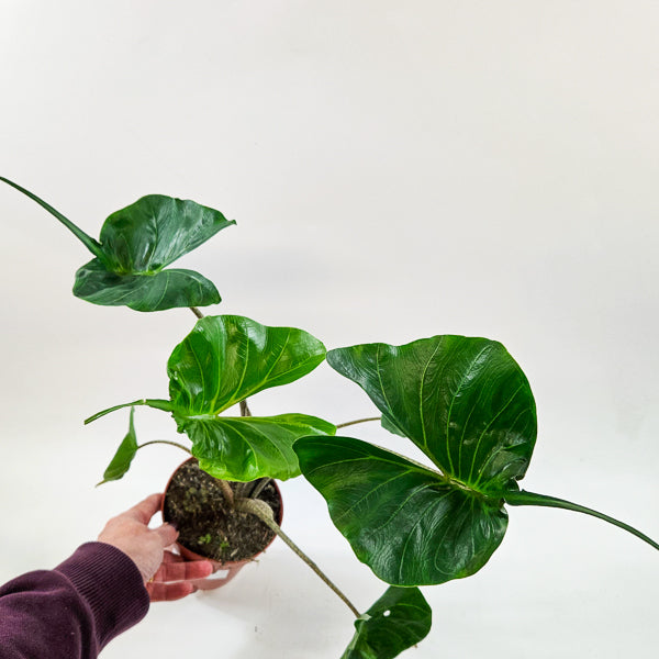 Alocasia Macorrhiza Stingray 12cm H50cm