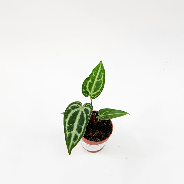 Anthurium Snow Queen 7cm H10cm