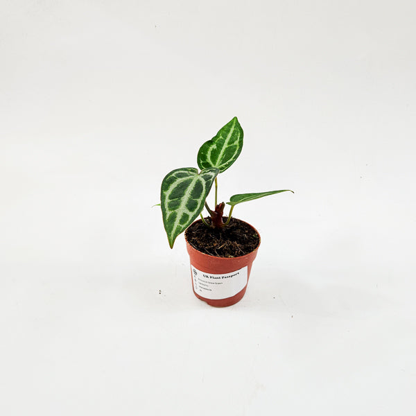 Anthurium Snow Queen 7cm H10cm