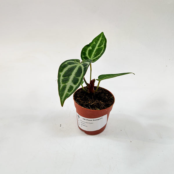 Anthurium Snow Queen 7cm H10cm