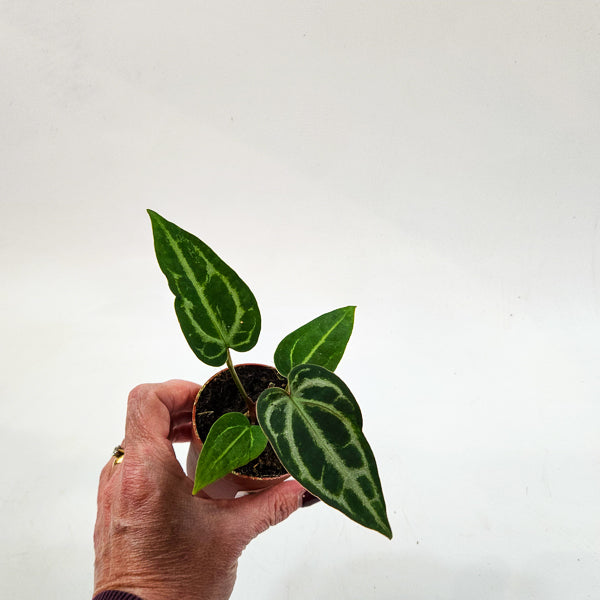 Anthurium Snow Queen 7cm H10cm