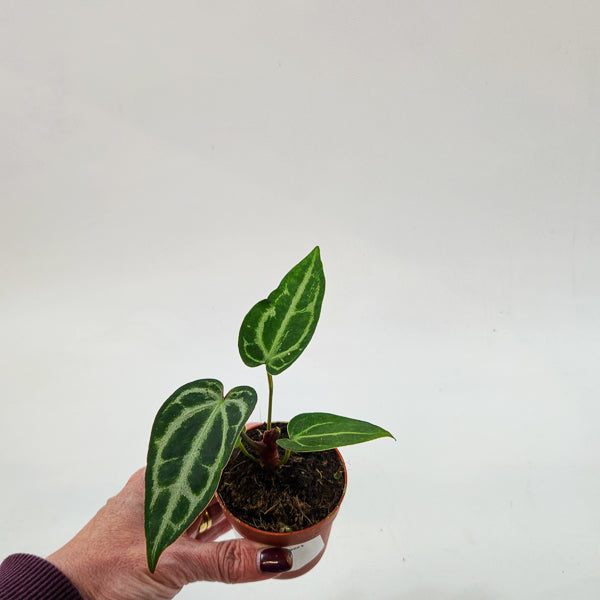 Anthurium Snow Queen 7cm H10cm