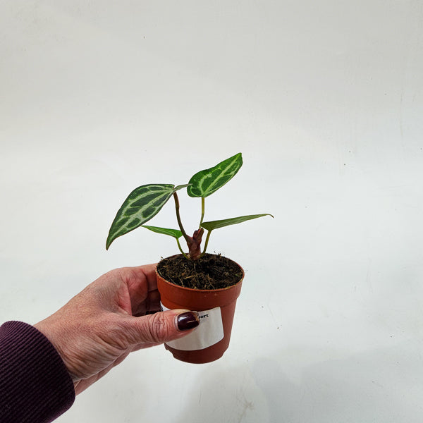 Anthurium Snow Queen 7cm H10cm