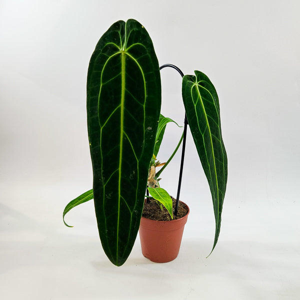 Anthurium Warocqueanum 12cm H45cm