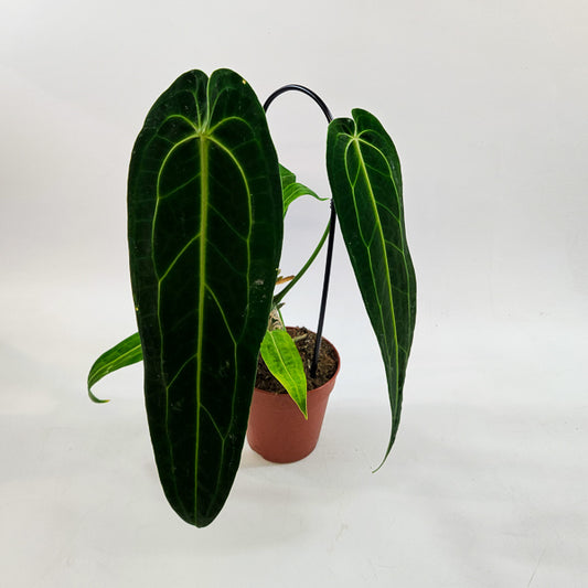 Anthurium Warocqueanum 12cm H45cm