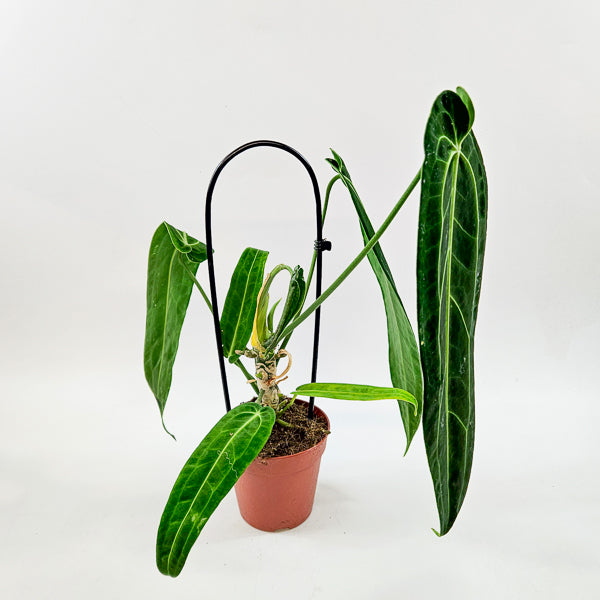 Anthurium Warocqueanum 12cm H45cm