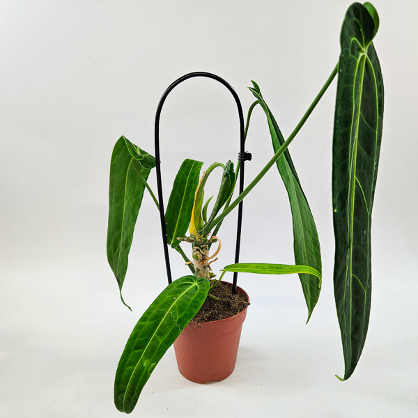 Anthurium Warocqueanum 12cm H45cm