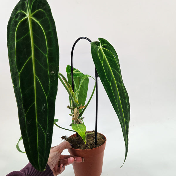 Anthurium Warocqueanum 12cm H45cm