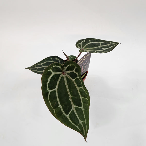 DocBlock Anthurium Michelle 9cm H15cm