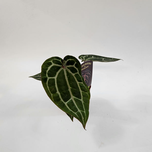 DocBlock Anthurium Michelle 9cm H15cm