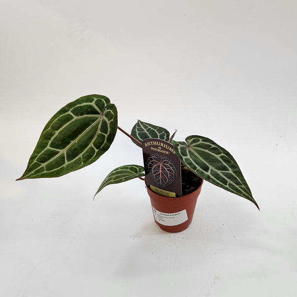 DocBlock Anthurium Michelle 9cm H15cm