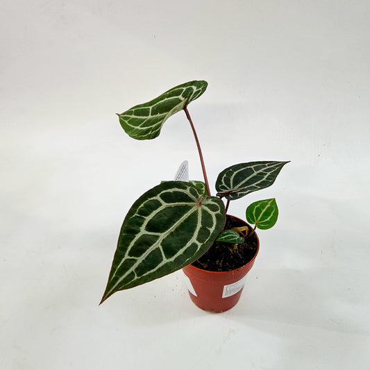 DocBlock Anthurium Michelle 9cm H15cm