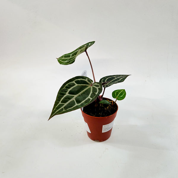 DocBlock Anthurium Michelle 9cm H15cm