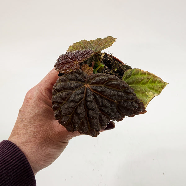 Begonia Ferox 8cm H12cm