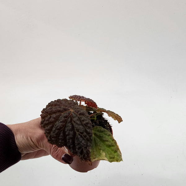 Begonia Ferox 8cm H12cm
