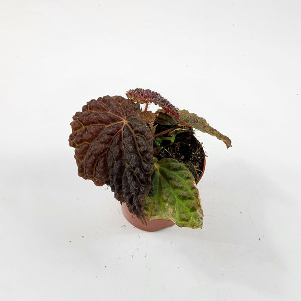 Begonia Ferox 8cm H12cm