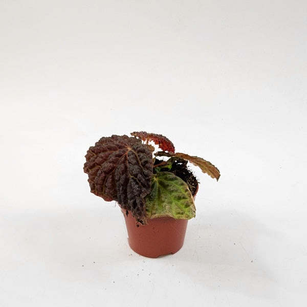 Begonia Ferox 8cm H12cm