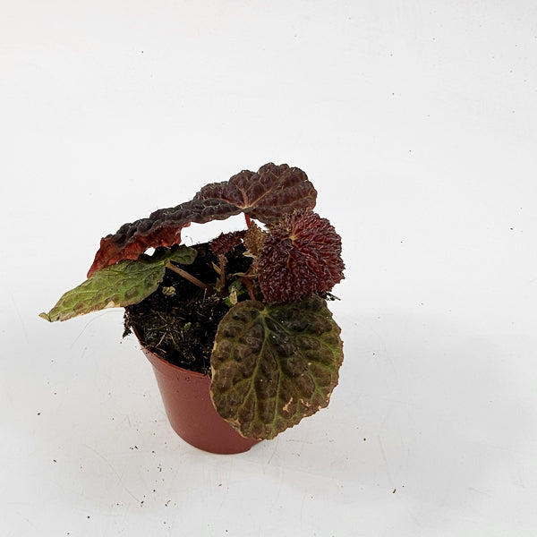 Begonia Ferox 8cm H12cm