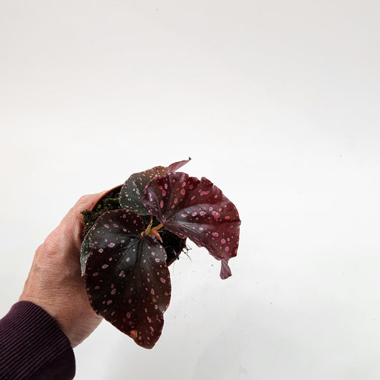 Begonia Palmata D Don 8cm H12cm