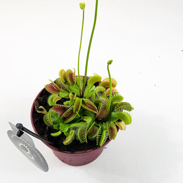 Dionaea Muscipula 12cm H12cm