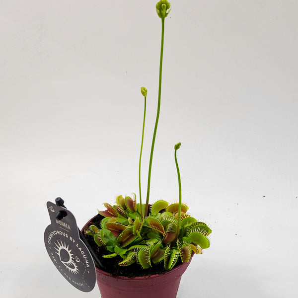 Dionaea Muscipula 12cm H12cm