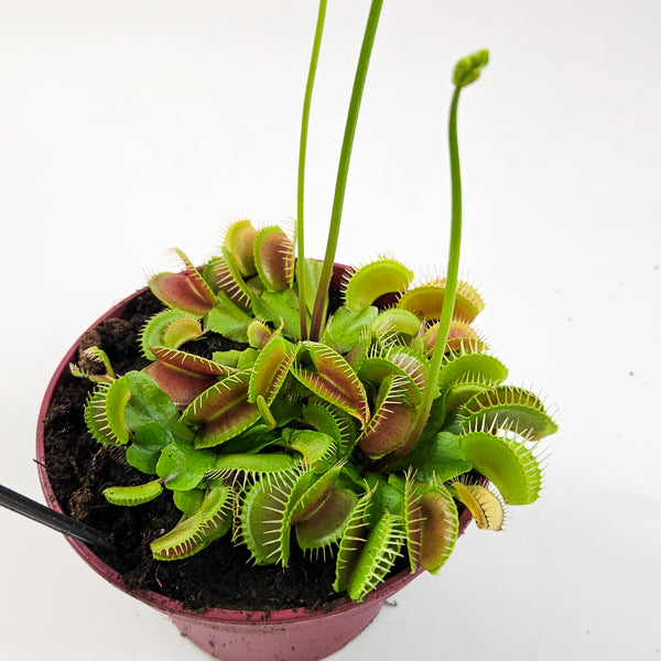 Dionaea Muscipula 12cm H12cm