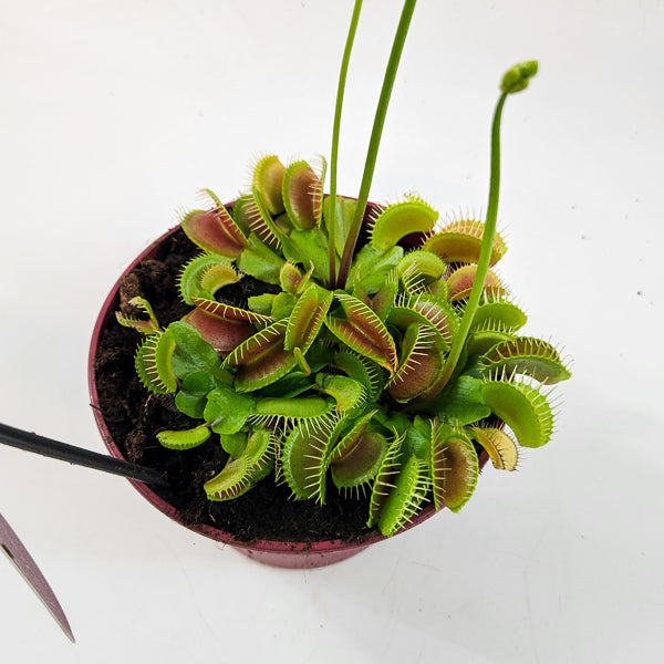 Dionaea Muscipula 12cm H12cm
