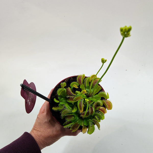 Dionaea Muscipula 12cm H12cm