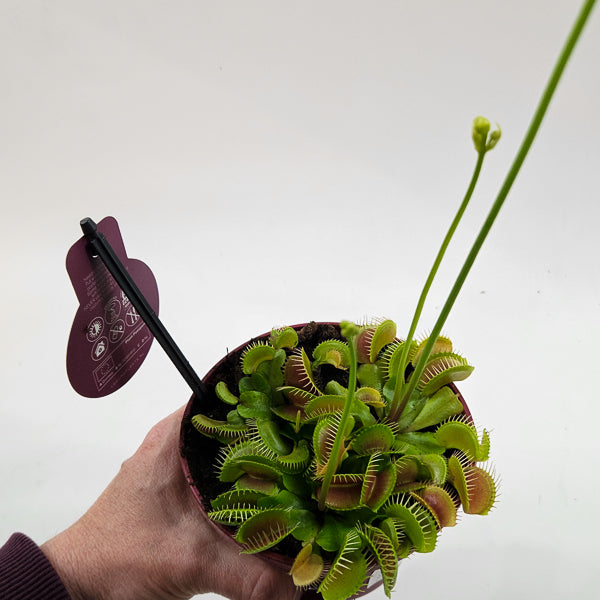 Dionaea Muscipula 12cm H12cm
