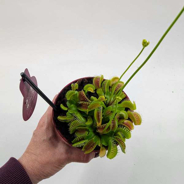 Dionaea Muscipula 12cm H12cm