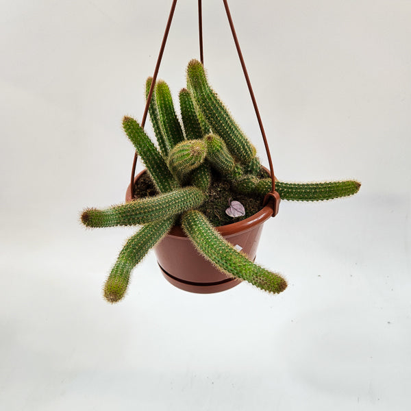 Cleistocactus winteri - Golden Rats Tail 15cm H15cm