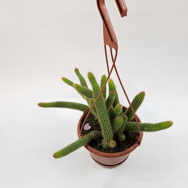 Cleistocactus winteri - Golden Rats Tail 15cm H15cm