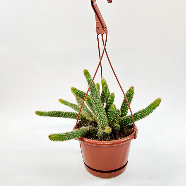 Cleistocactus winteri - Golden Rats Tail 15cm H15cm