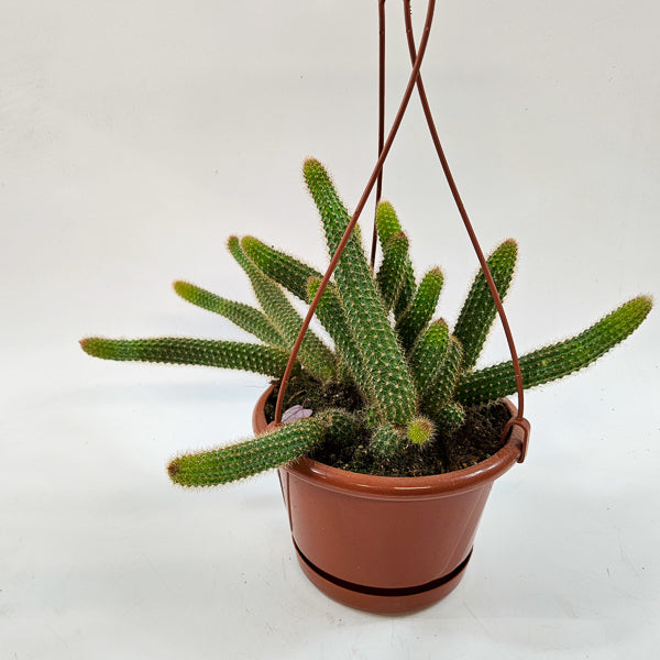 Cleistocactus winteri - Golden Rats Tail 15cm H15cm