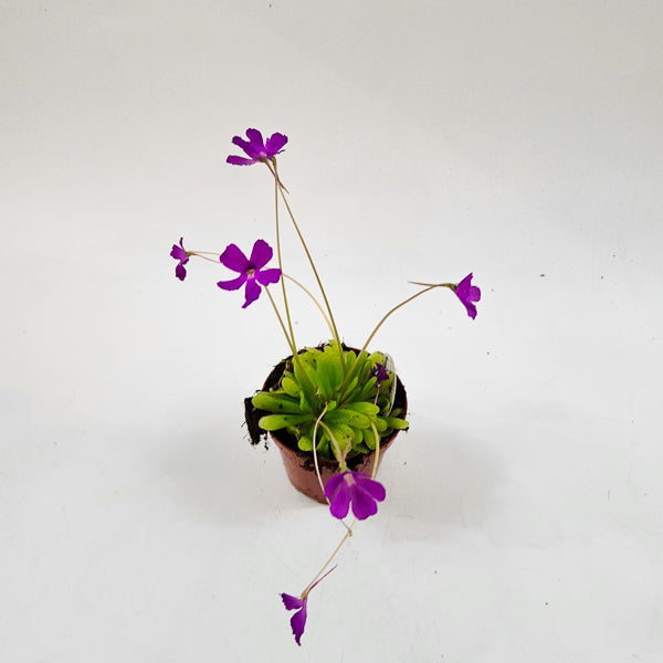 Pinguicula 8.5cm H10cm