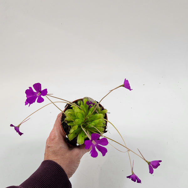Pinguicula 8.5cm H10cm