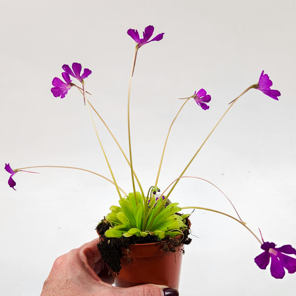 Pinguicula 8.5cm H10cm