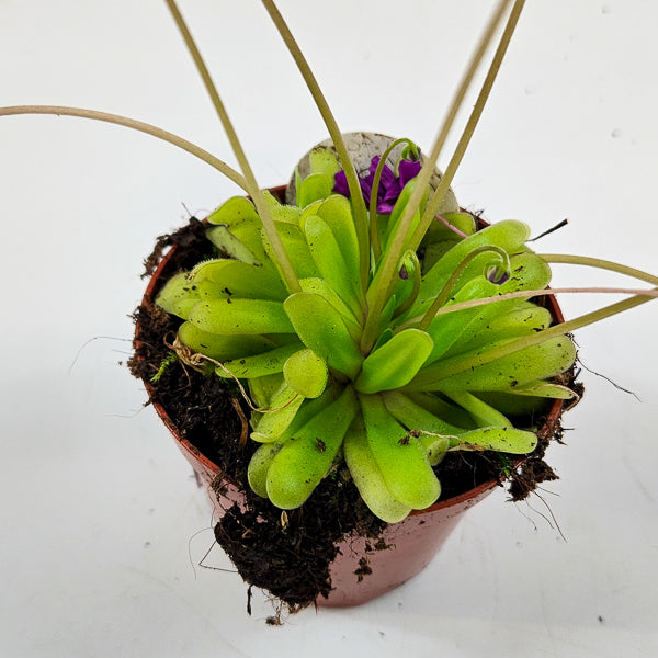 Pinguicula 8.5cm H10cm