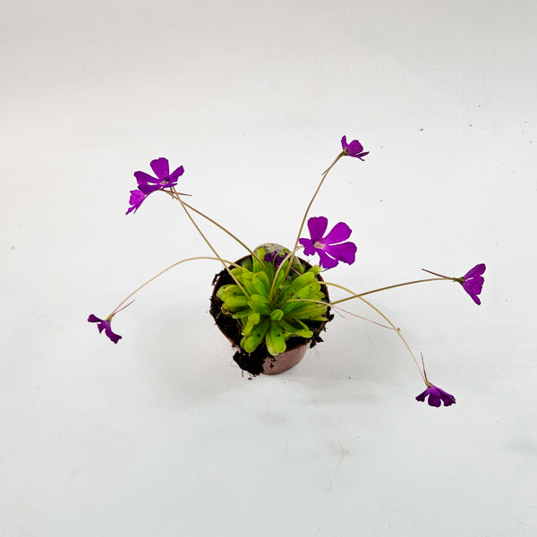 Pinguicula 8.5cm H10cm
