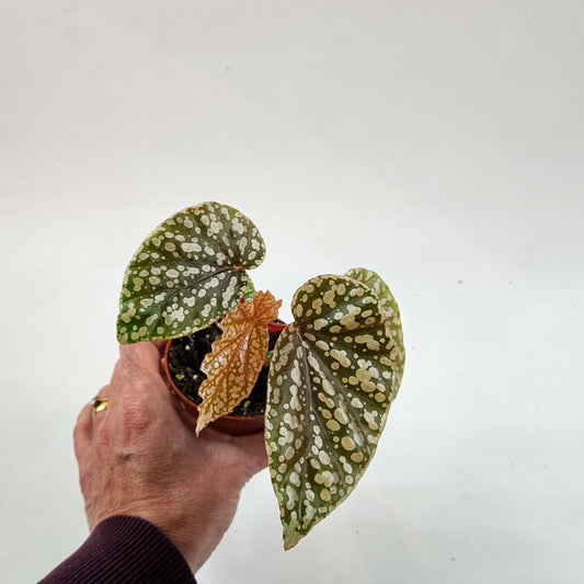 Begonia Snowcap 8cm H12cm