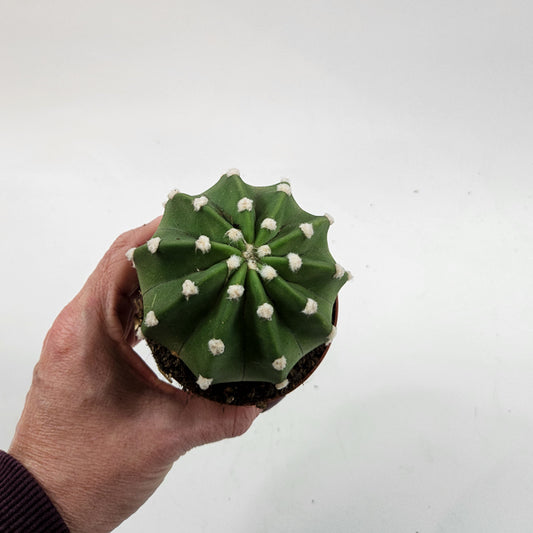 Echinopsis multiplex 8.5cm H12cm