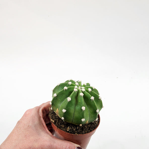 Echinopsis multiplex 8.5cm H12cm