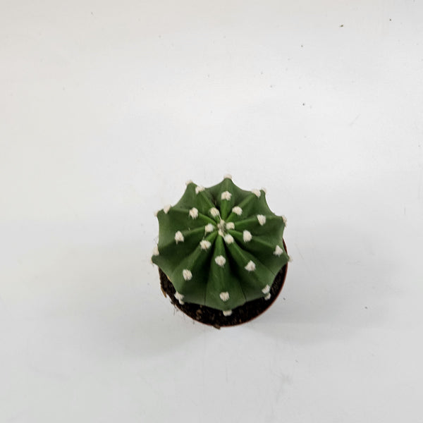 Echinopsis multiplex 8.5cm H12cm